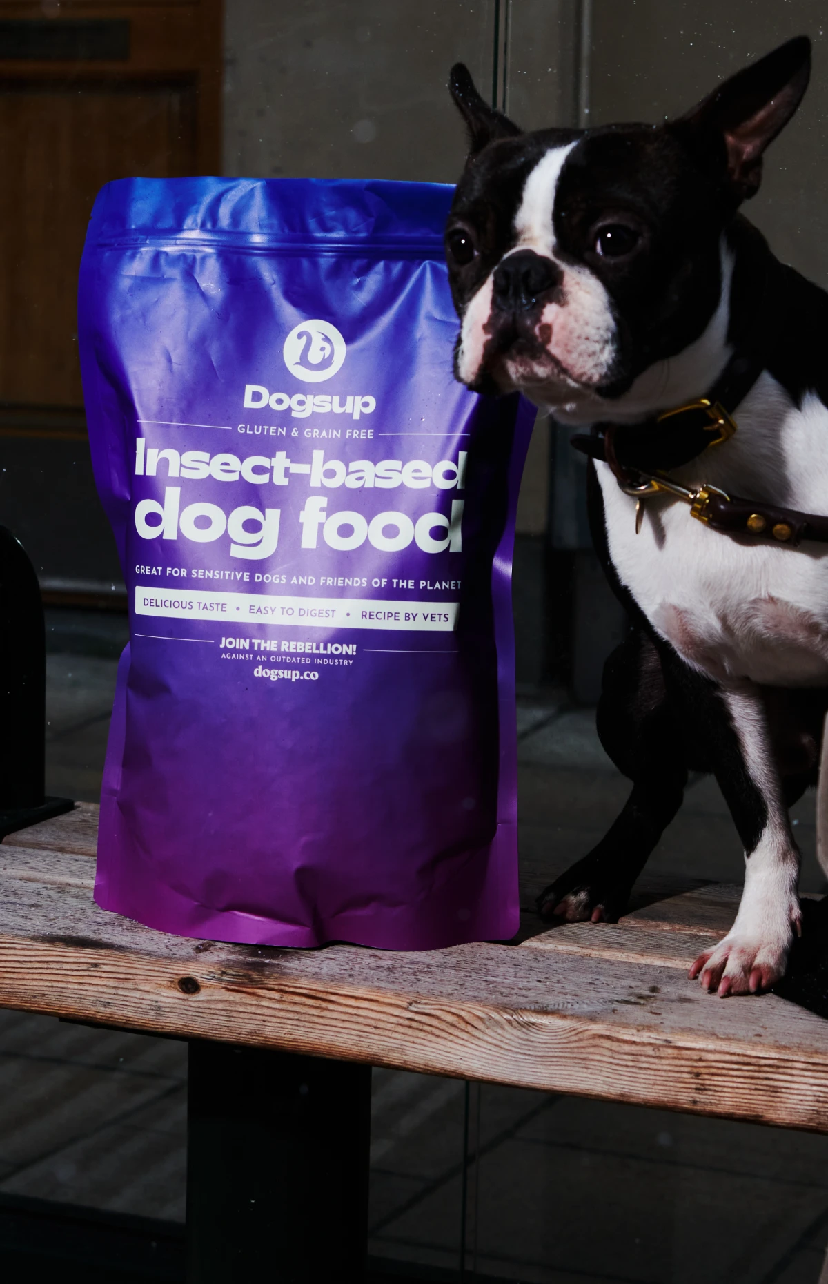Dogsup dog one
