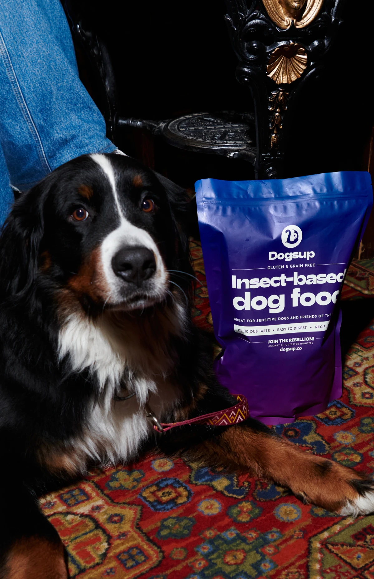 Dogsup dog three